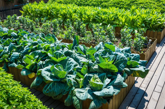 As hortas comunitárias na promoção de saúde e bem-estar